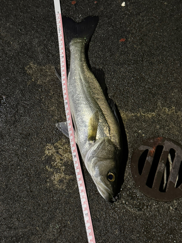 セイゴ（タイリクスズキ）の釣果