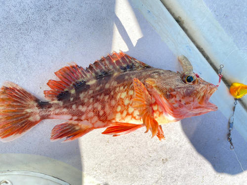 カサゴの釣果