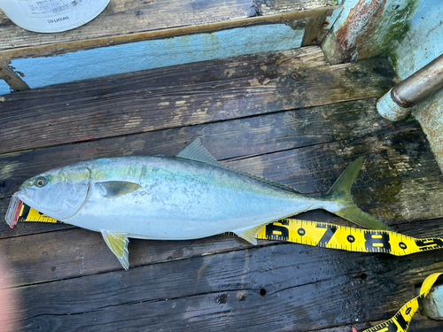 ブリの釣果