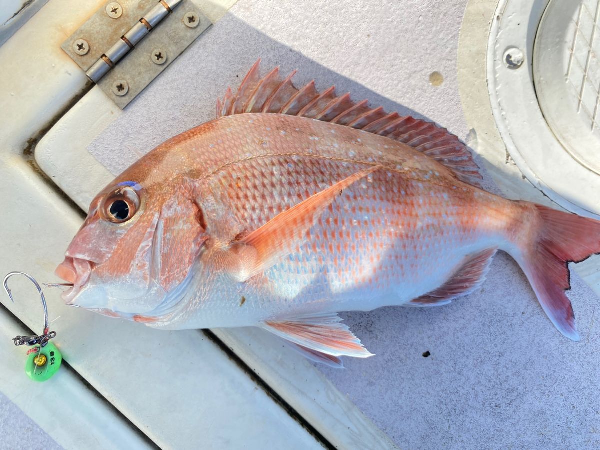 きむかずさんの釣果 2枚目の画像