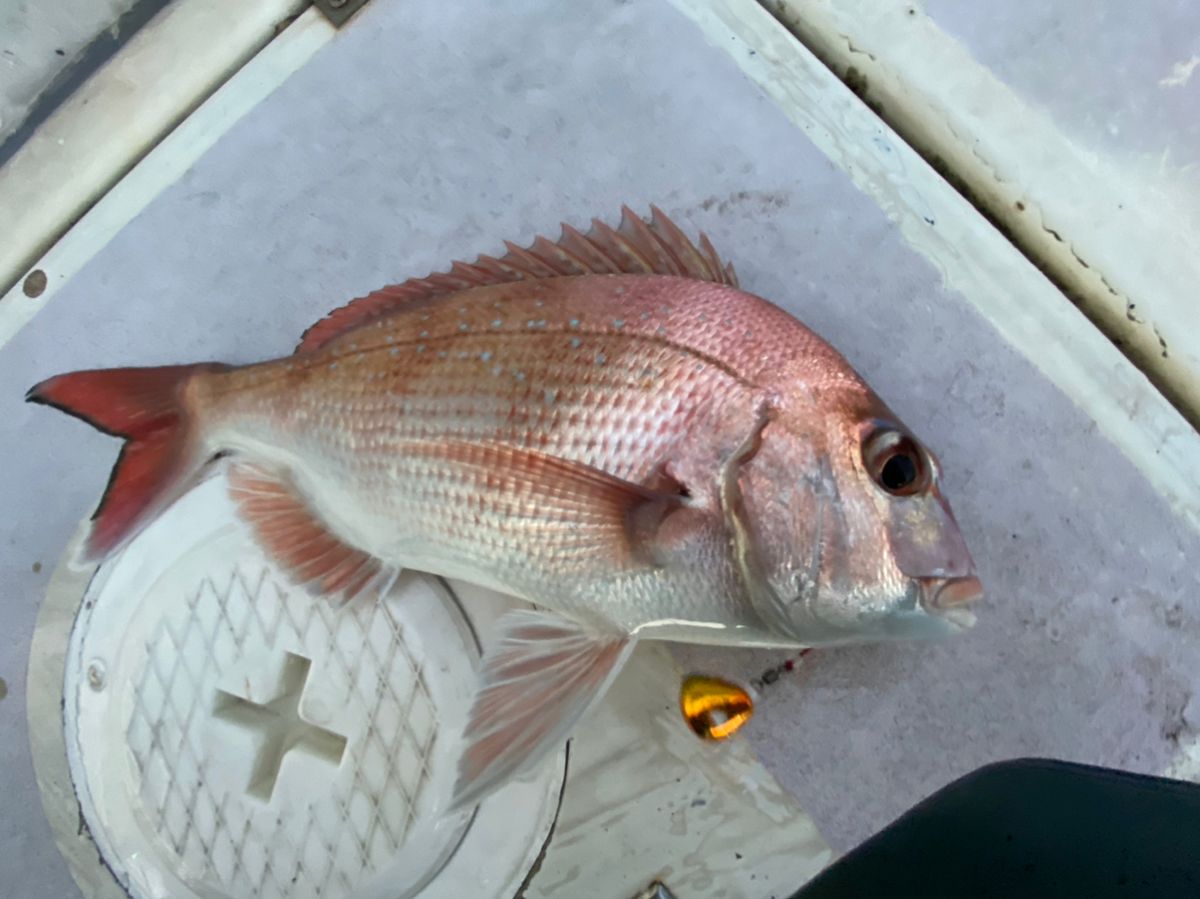 きむかずさんの釣果 3枚目の画像