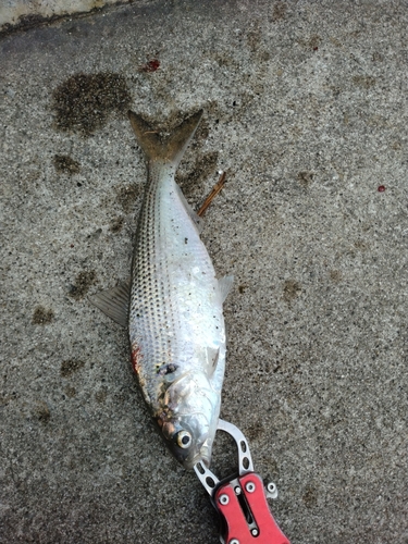 コノシロの釣果