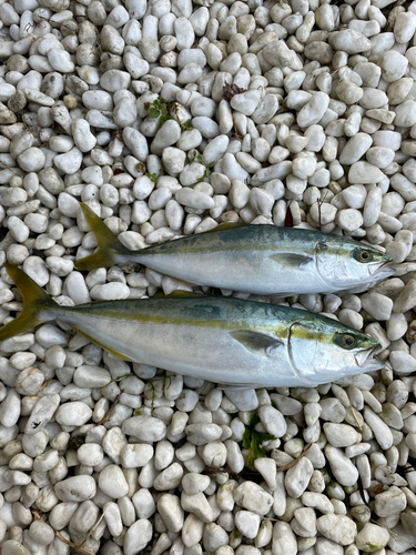 イナダの釣果