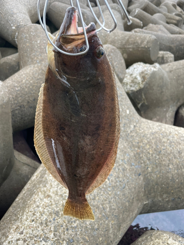 ヒラメの釣果