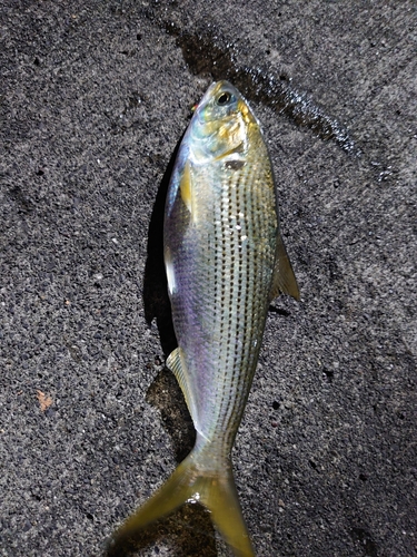 コノシロの釣果