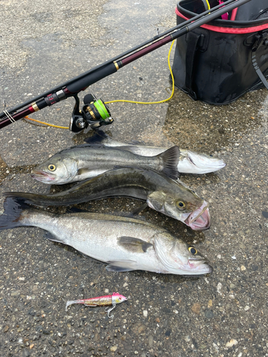 シーバスの釣果