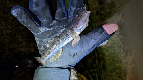 マハゼの釣果