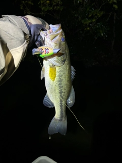 ラージマウスバスの釣果