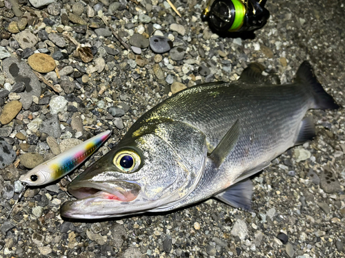 ヒラスズキの釣果