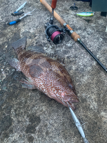 オオモンハタの釣果