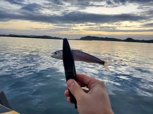 イワシの釣果