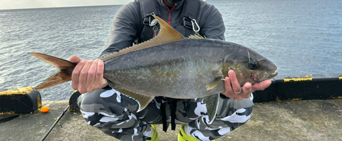 ヒレナガカンパチの釣果