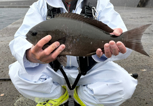 オナガグレの釣果