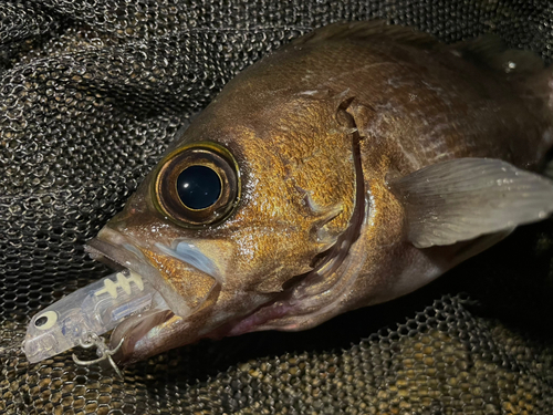 シロメバルの釣果