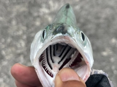 イケカツオの釣果