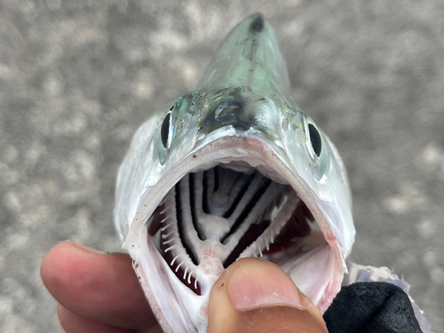 イケカツオの釣果