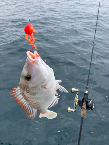 アコウの釣果