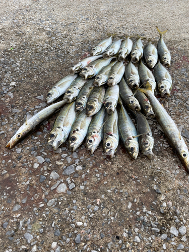 マアジの釣果