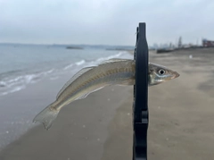 シロギスの釣果