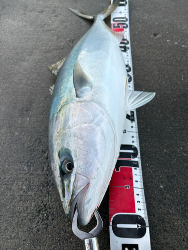 イナダの釣果