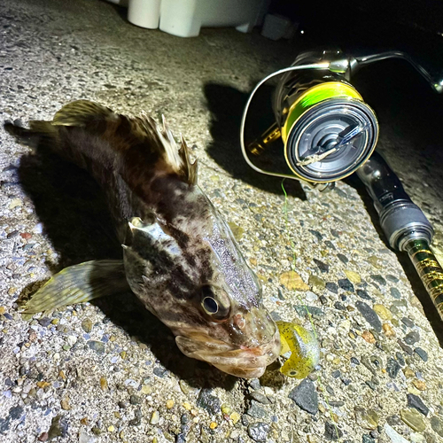 タケノコメバルの釣果