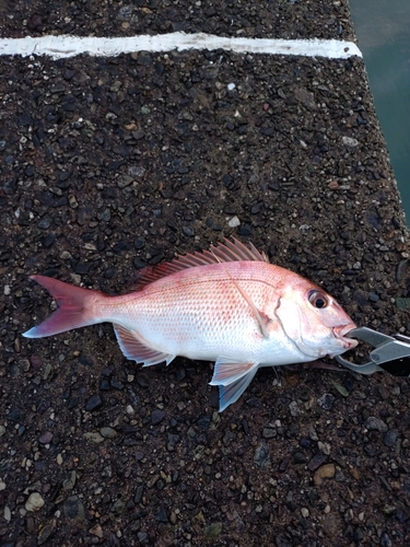 チダイの釣果