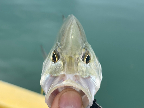 オニヒラアジの釣果