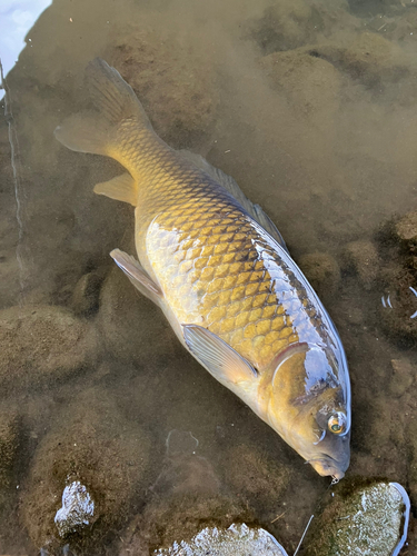 コイの釣果