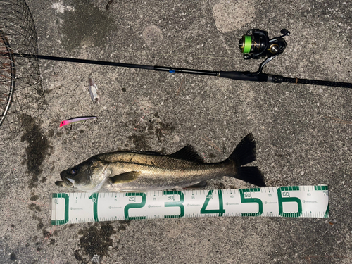 シーバスの釣果