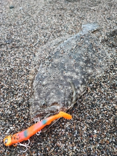 ヒラメの釣果