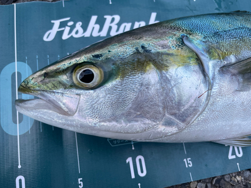 イナダの釣果