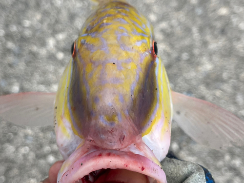 コバンヒメジの釣果