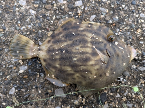 カワハギの釣果