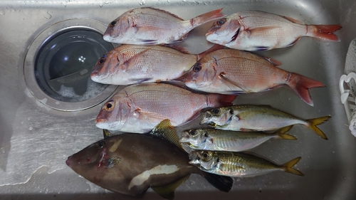 タイの釣果