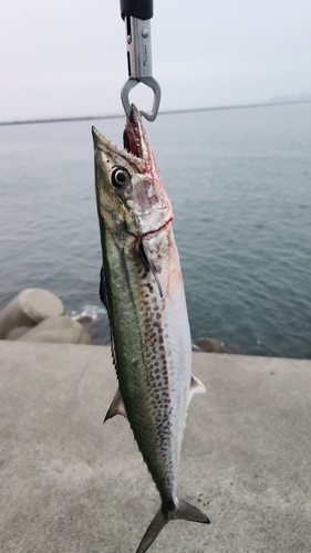 サゴシの釣果