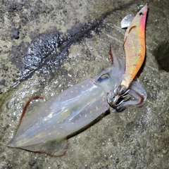 ケンサキイカの釣果