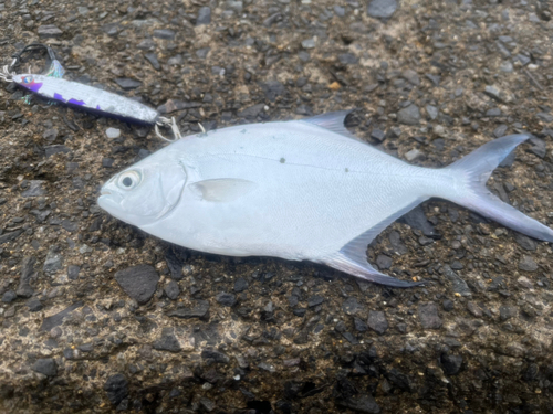 コバンアジの釣果