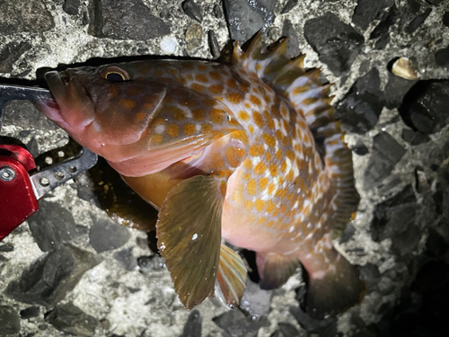 キジハタの釣果