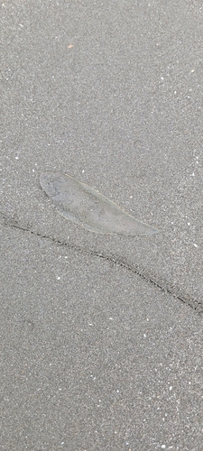 シタビラメの釣果