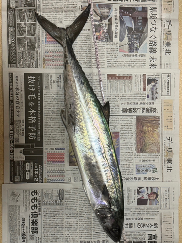 サワラの釣果