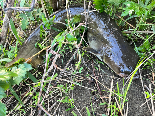 ナマズの釣果