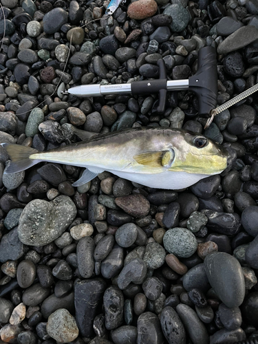 シロサバフグの釣果