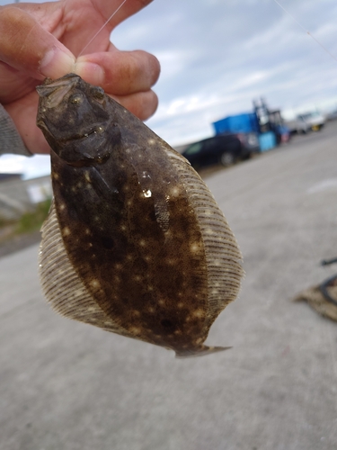 カレイの釣果