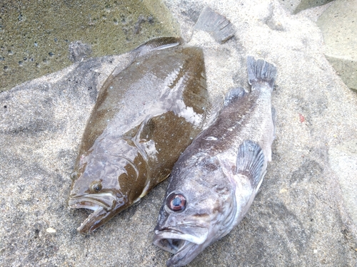 ヒラメの釣果