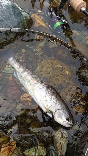 ヤマメの釣果