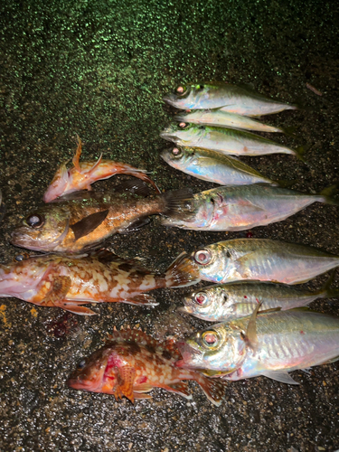 アジの釣果