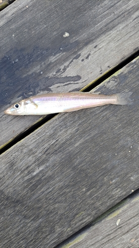 キスの釣果