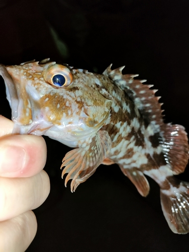 タケノコメバルの釣果