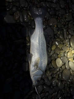 セイゴ（ヒラスズキ）の釣果