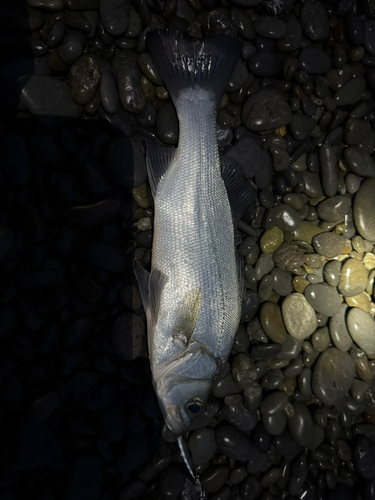 セイゴ（ヒラスズキ）の釣果